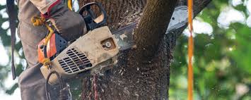 Best Tree Planting  in Belford, NJ