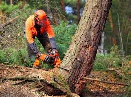 Best Tree Preservation Services  in Belford, NJ