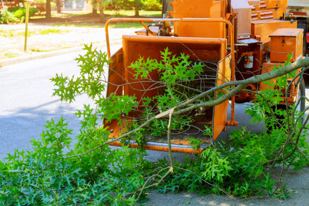 How Our Tree Care Process Works  in  Belford, NJ