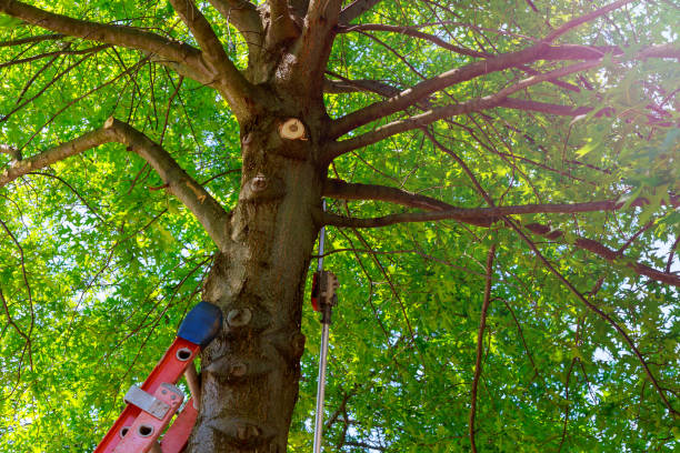 Best Utility Line Clearance  in Belford, NJ